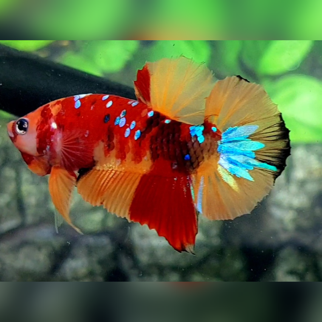 Multicolor Nemo Galaxy HMPK Male