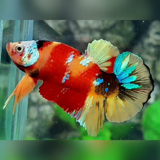 Multicolor Nemo Gold Galaxy HMPK Male