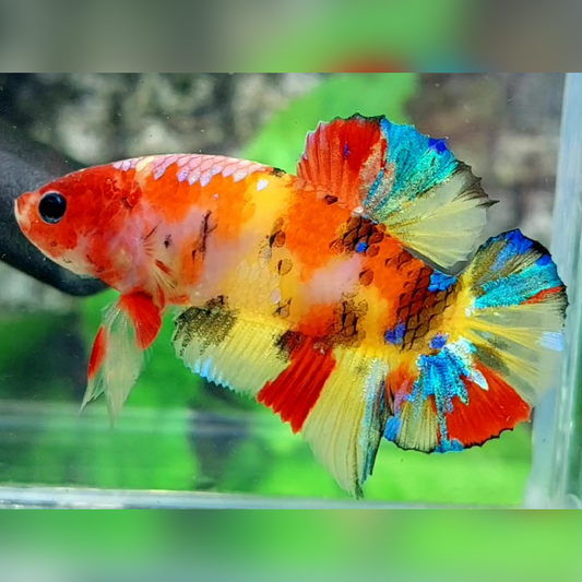 Multicolor Candy Galaxy HMPK Male