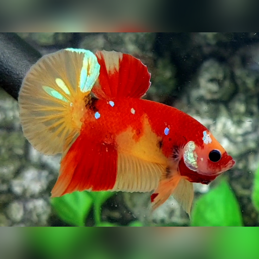 Multicolor Nemo Galaxy HMPK Male