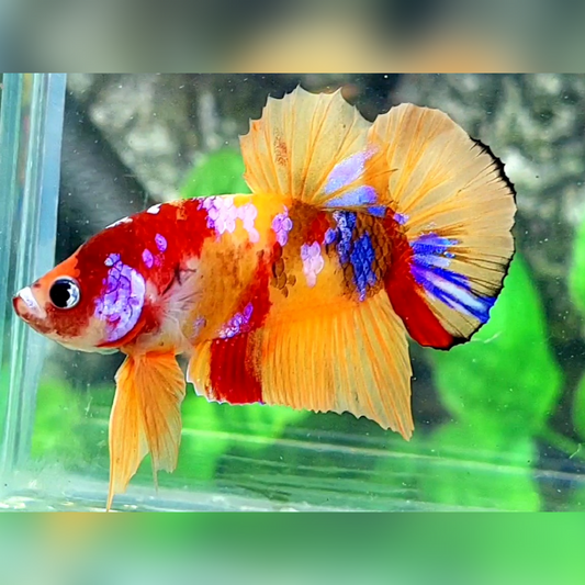 Multicolor Candy Yellowbase Galaxy HMPK Male