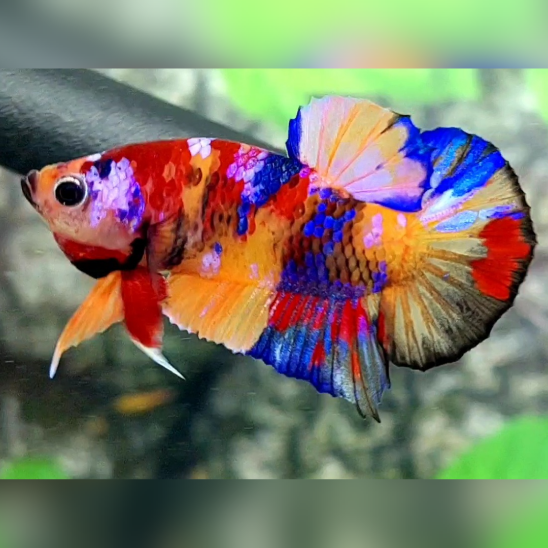 Multicolor Candy Galaxy HMPK Male