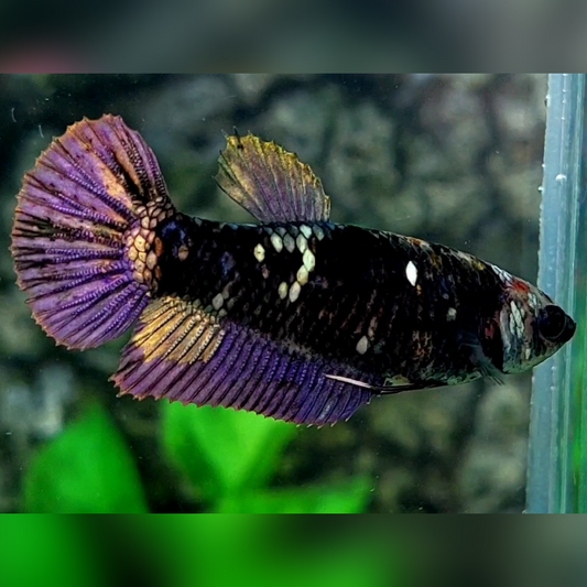 Blackstar Copper Purple Gold HMPK Female For Sorority / Breed