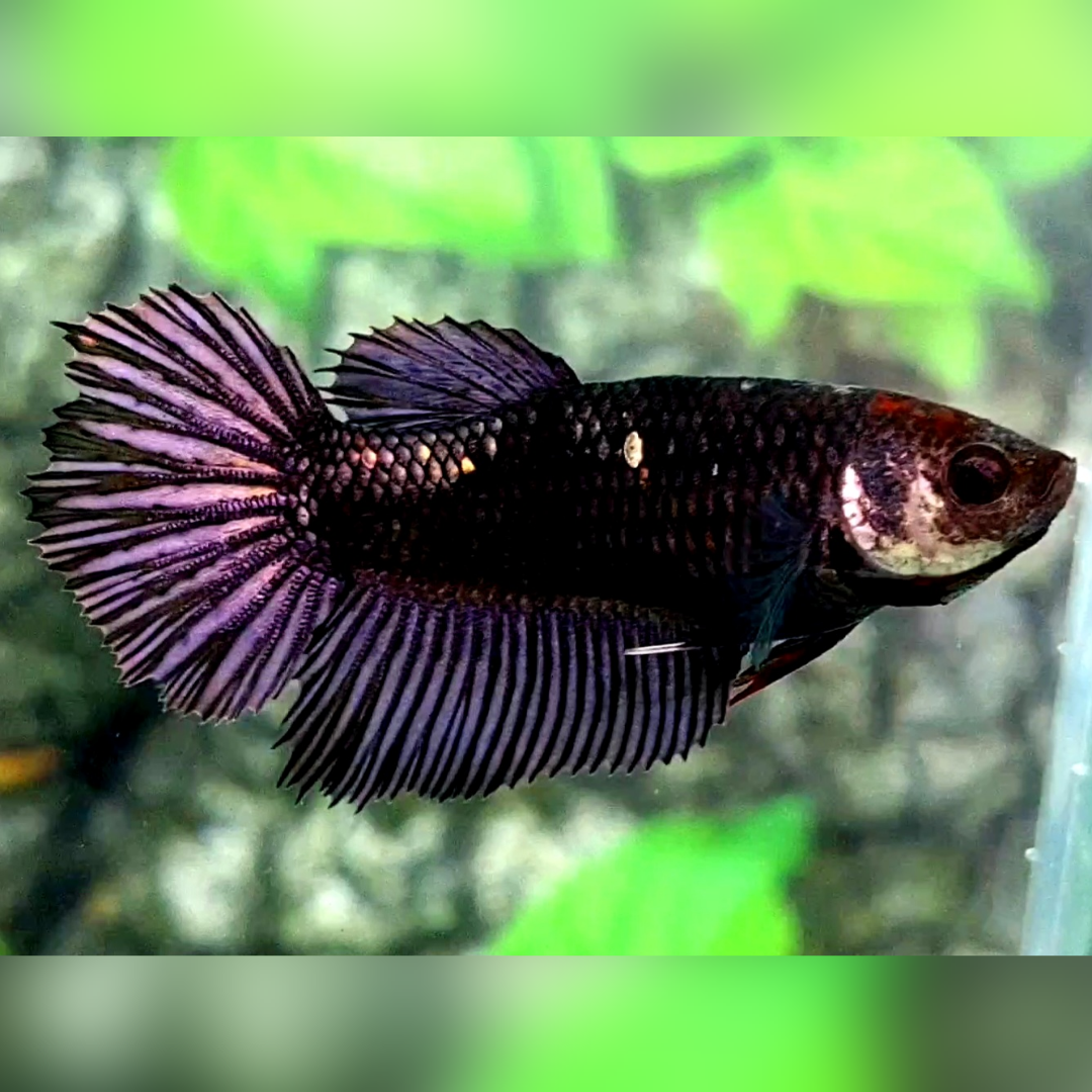 Avatar Copper Purple Halfmoon Female For Sorority / Breed