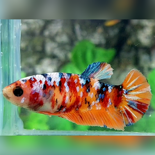 Multicolor Candy Galaxy HMPK Female For Sorority / Breed