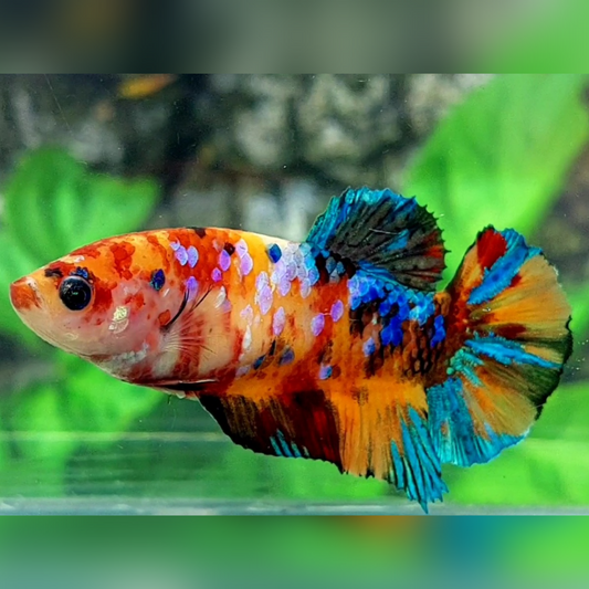 Multicolor Yellowbase Galaxy Female For Sorority / Breed