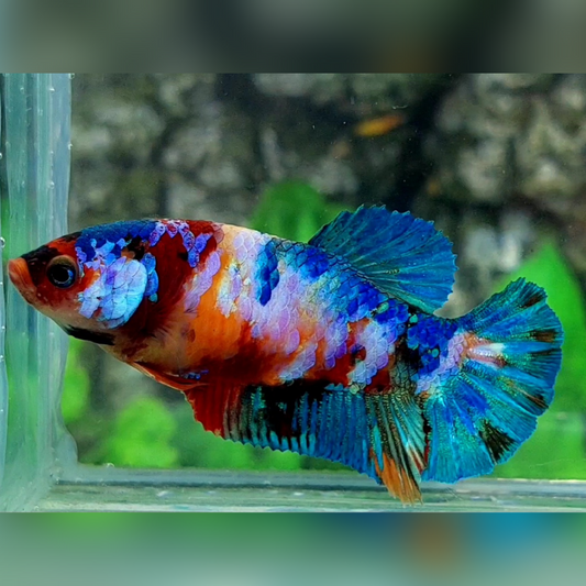 Multicolor Galaxy HMPK Female For Sorority / Breed