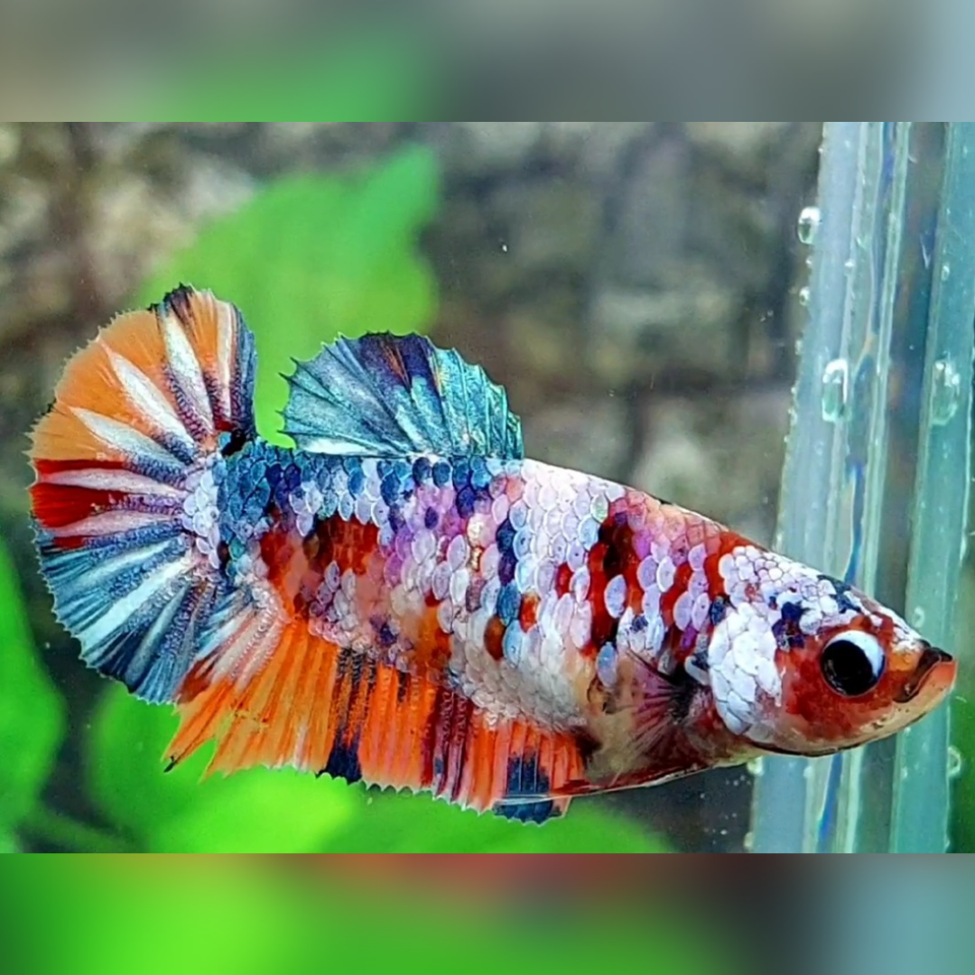 Multicolor Candy Galaxy HMPK Female For Sorority / Breed