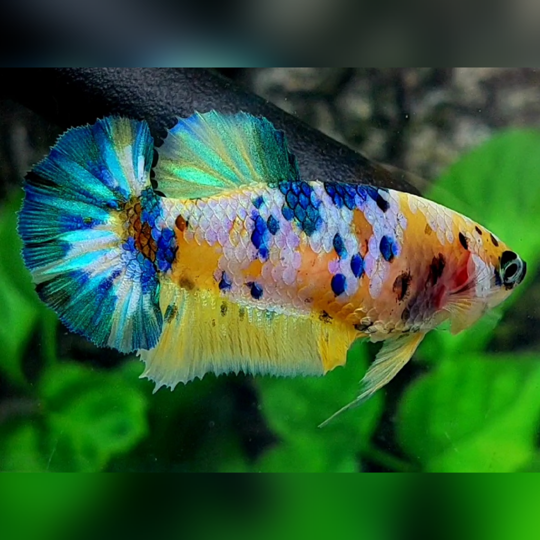 Yellow Blue Koi Galaxy HMPK Female For Sorority / Breed