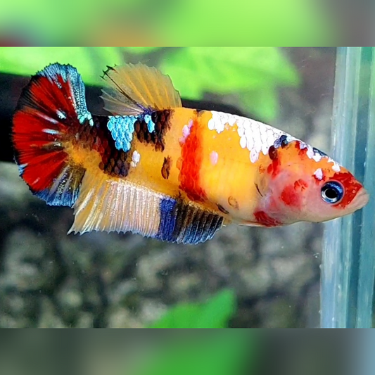 Multicolor Yellowbase Galaxy HMPK Female For Sorority / Breed