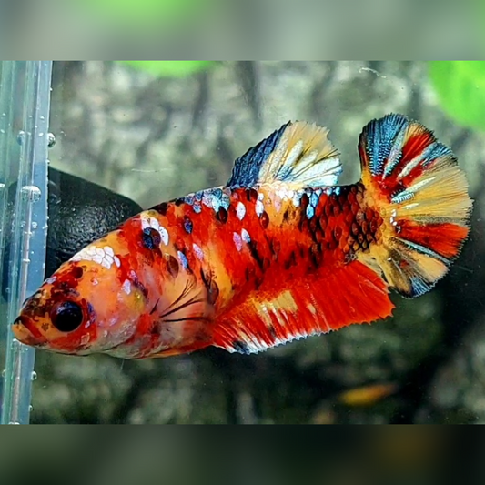 Multicolor Galaxy HMPK Female For Sorority / Breed