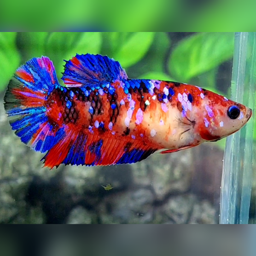 Multicolor Red Tiger Galaxy HMPK Female For Sorority / Breed