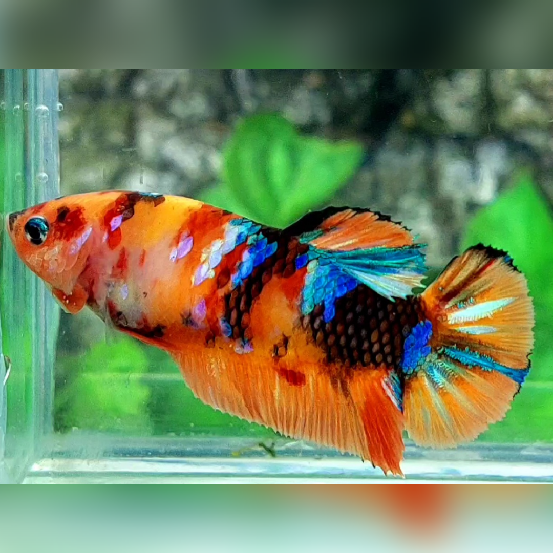 Multicolor Candy Galaxy HMPK Female For Sorority / Breed