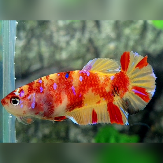 Nemo Leopard Purple Galaxy HMPK Female For Sorority / Breed