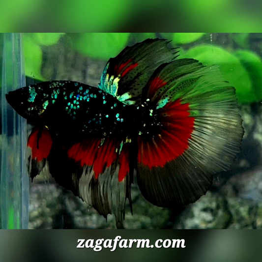 Blackstar Red Green Galaxy Halfmoon Male