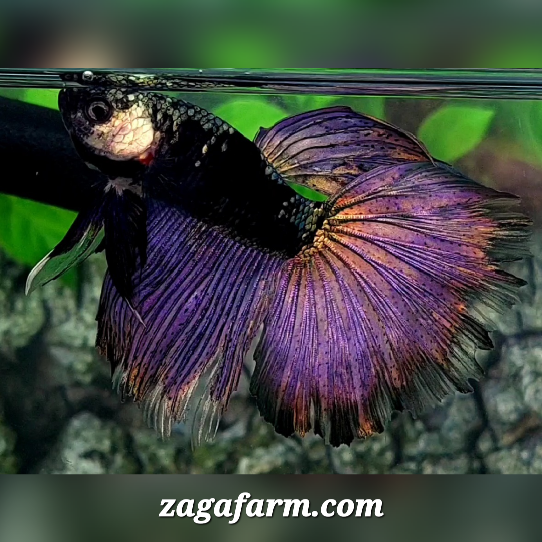 Copper Purple Blacklight Halfmoon Male