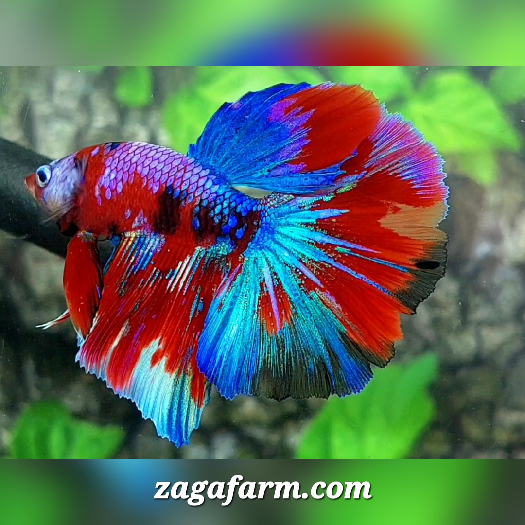 Multicolor Galaxy Halfmoon Male