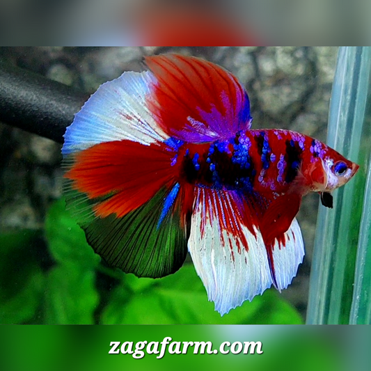 Multicolor Red Purple Tiger Galaxy Halfmoon Male