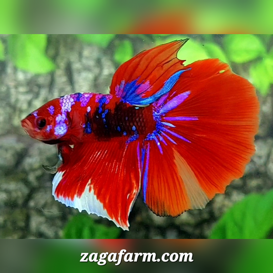 Multicolor Red Tiger Galaxy Halfmoon Male