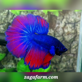 Purple Red Halfmoon Male