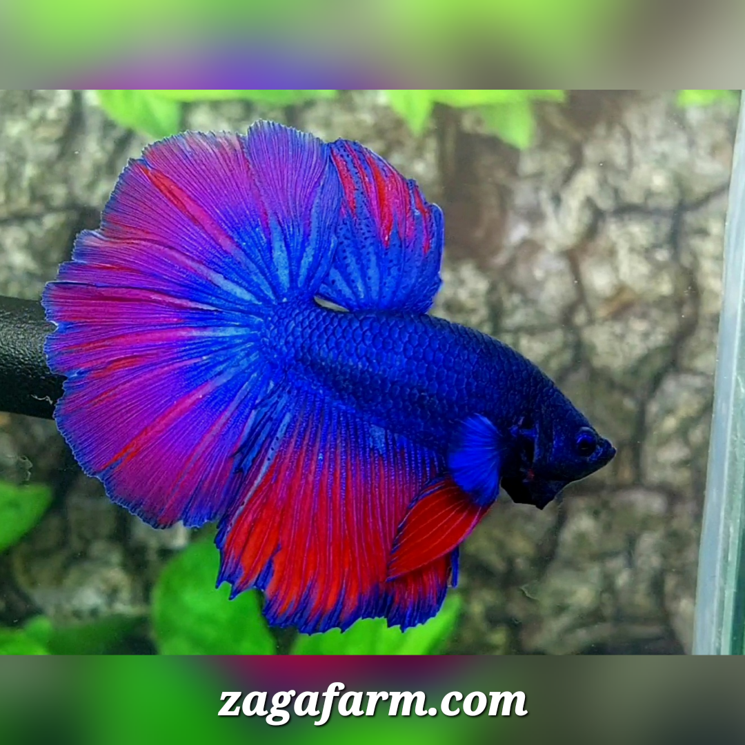 Purple Red Halfmoon Male