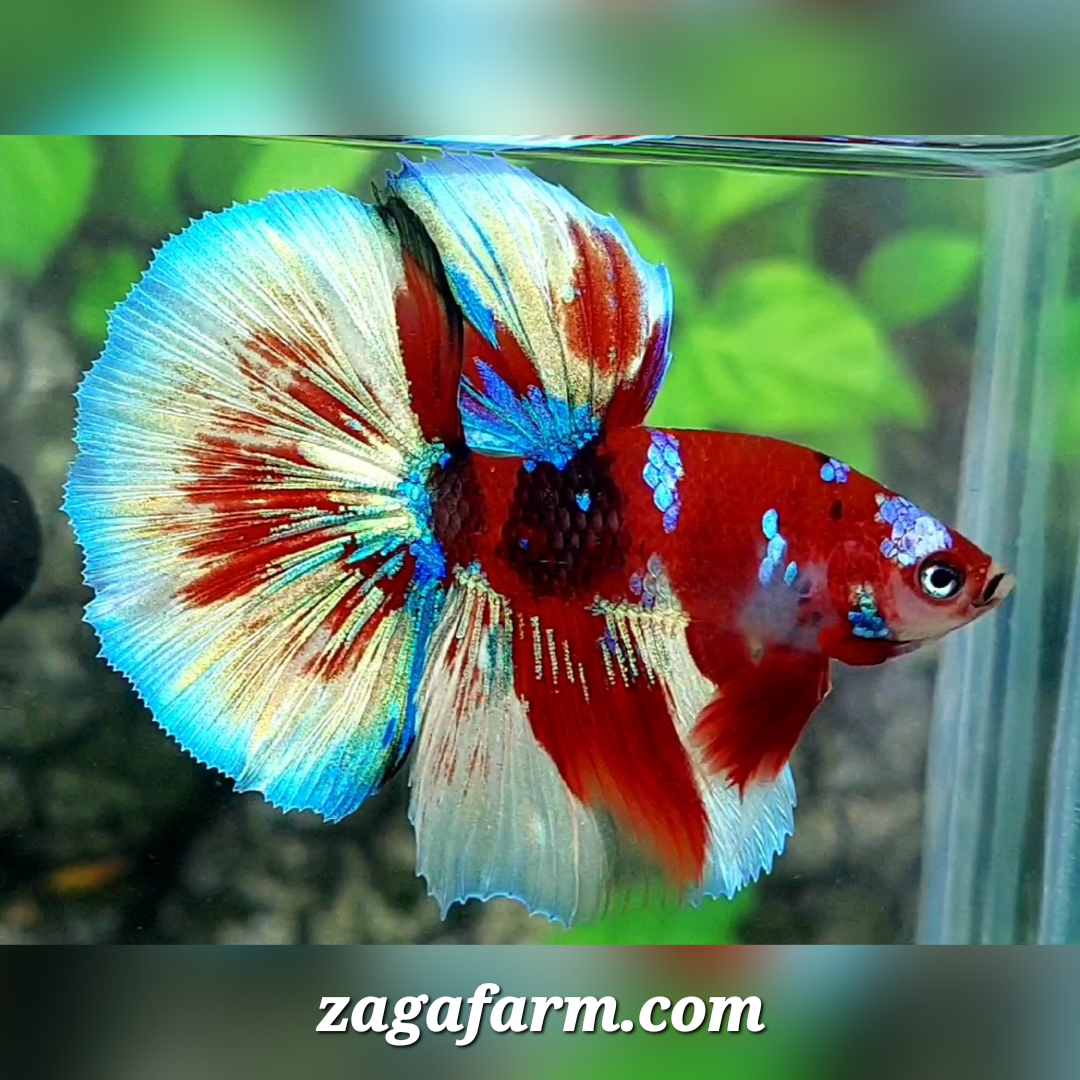 Red Barongsai Halfmoon Male