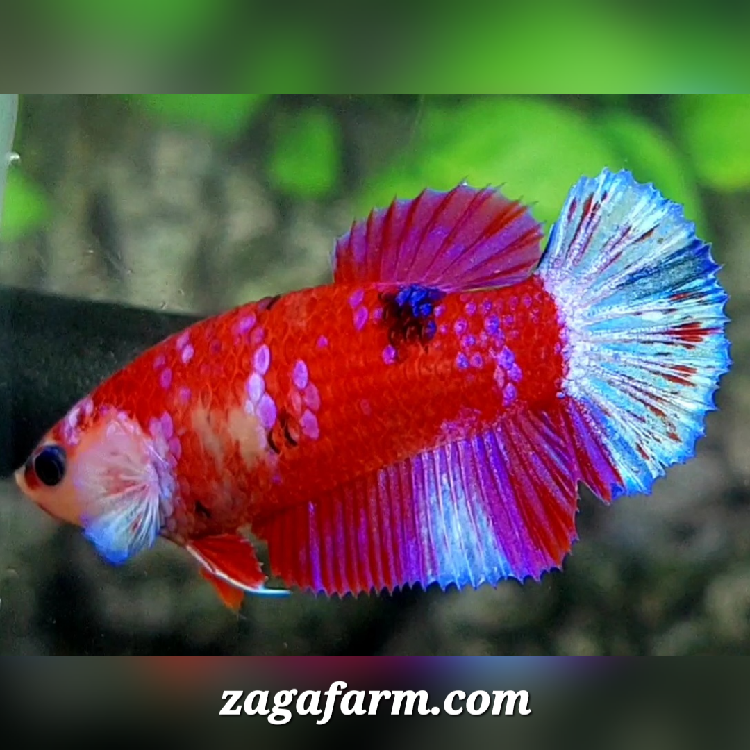 Red Pink Galaxy Skyblue Tail HMPK Female For Sorority / Breed