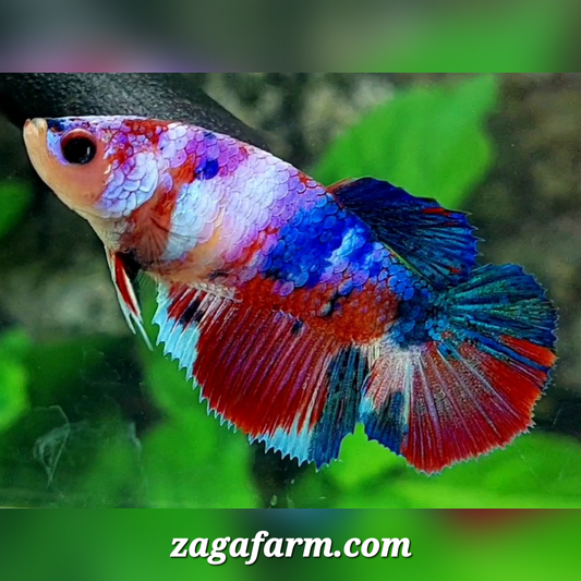 Multicolor Candy Halfmoon Female For Sorority / Breed