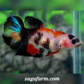 Black Koi Halfmoon Female For Sorority / Breed