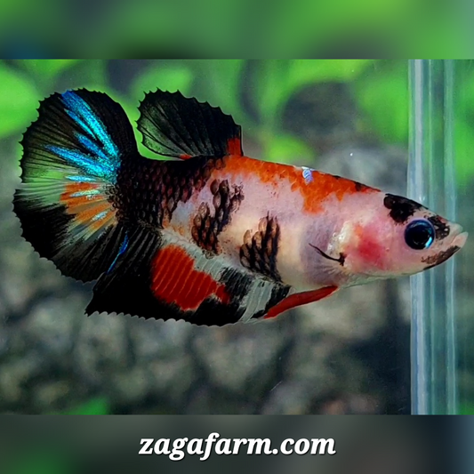 Black Koi Halfmoon Female For Sorority / Breed