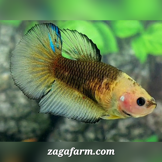 Yellow Black Hellboy Halfmoon Female For Sorority / Breed