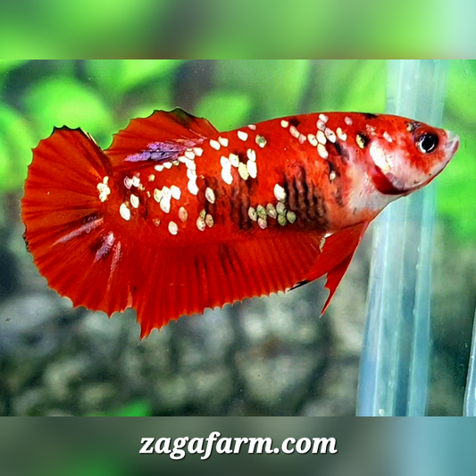 Red Tiger Copper Galaxy HMPK Female For Sorority / Breed