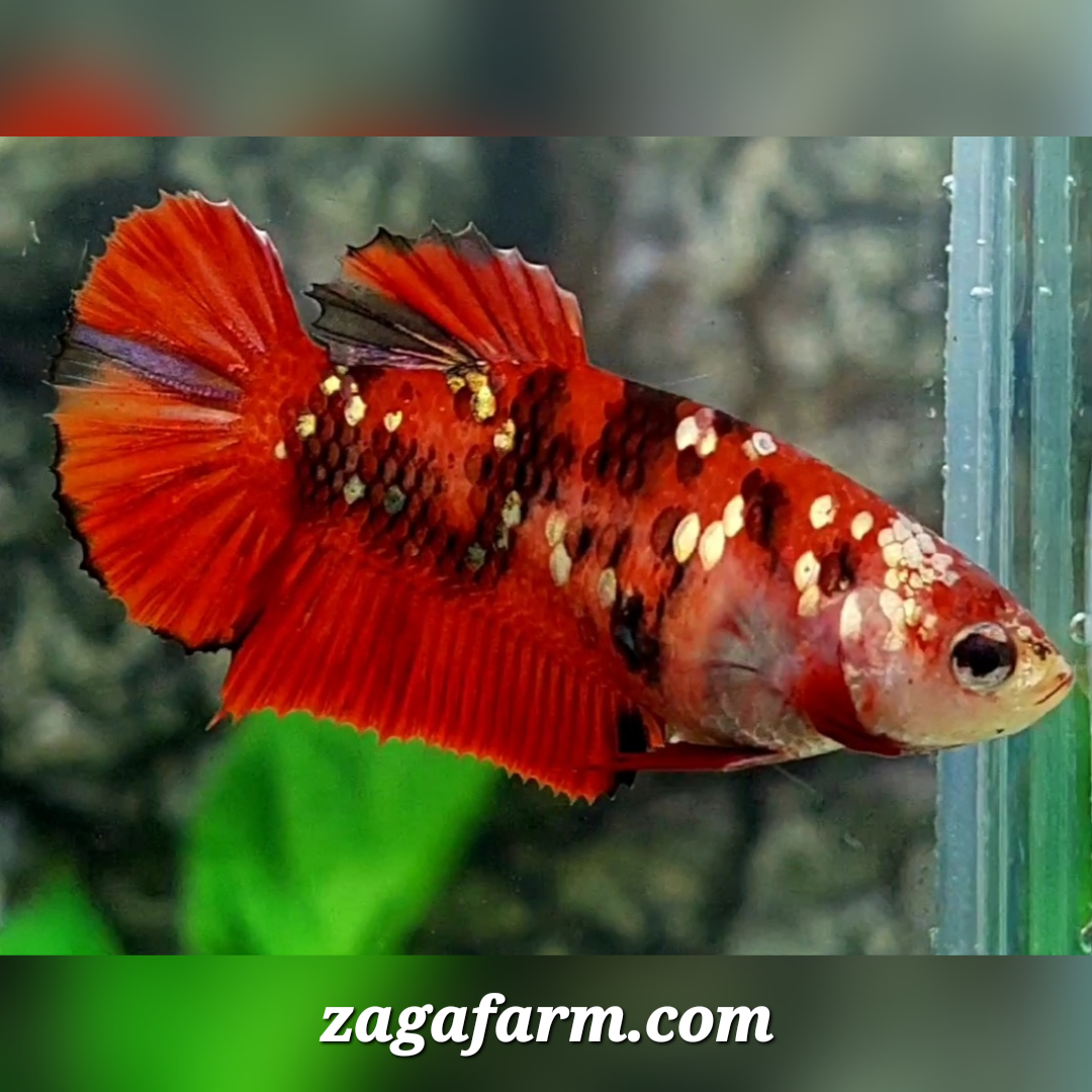 Red Tiger Gold Galaxy HMPK Female For Sorority / Breed