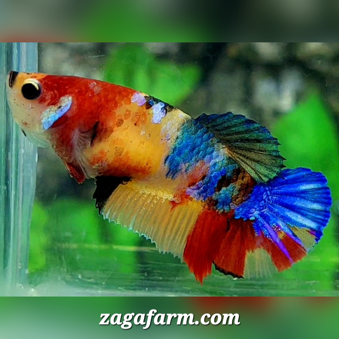 Multicolor Yellowbase Galaxy HMPK Female For Sorority / Breed