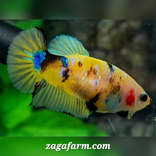 Yellow Koi Galaxy HMPK Female For Sorority / Breed