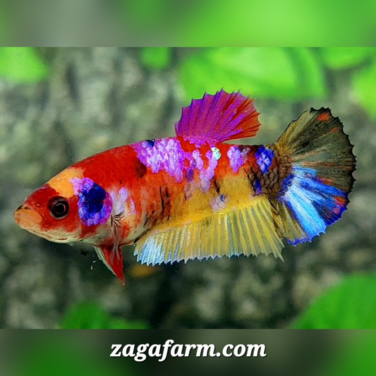 Multicolor Yellowbase Pink Galaxy HMPK Female For Sorority / Breed