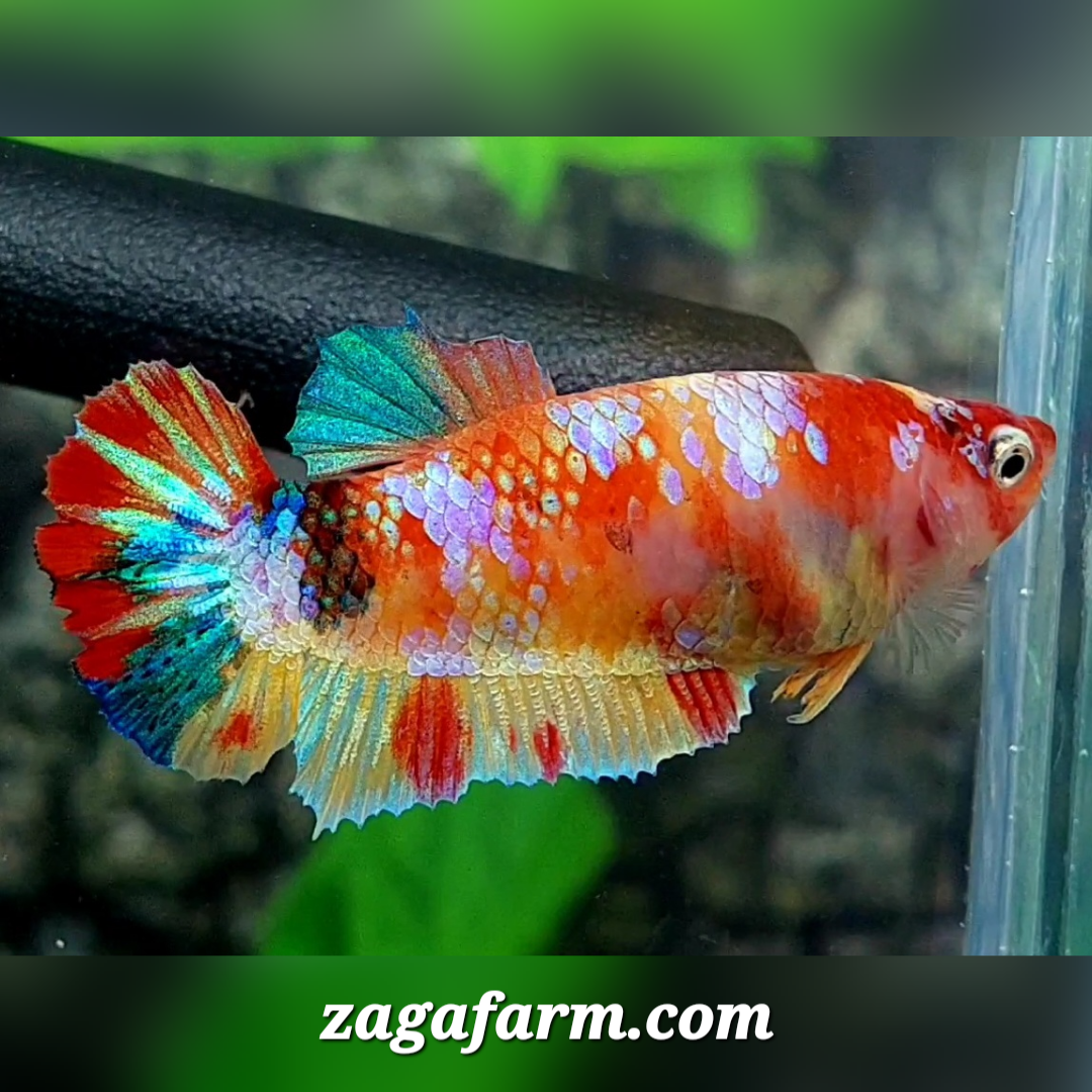 Multicolor Candy Gold Galaxy HMPK Female For Sorority / Breed