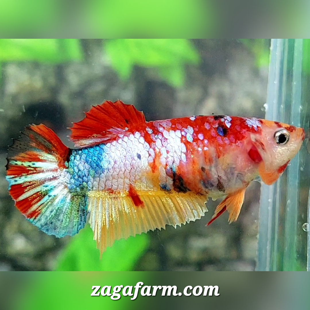 Multicolor Galaxy HMPK Female For Sorority / Breed