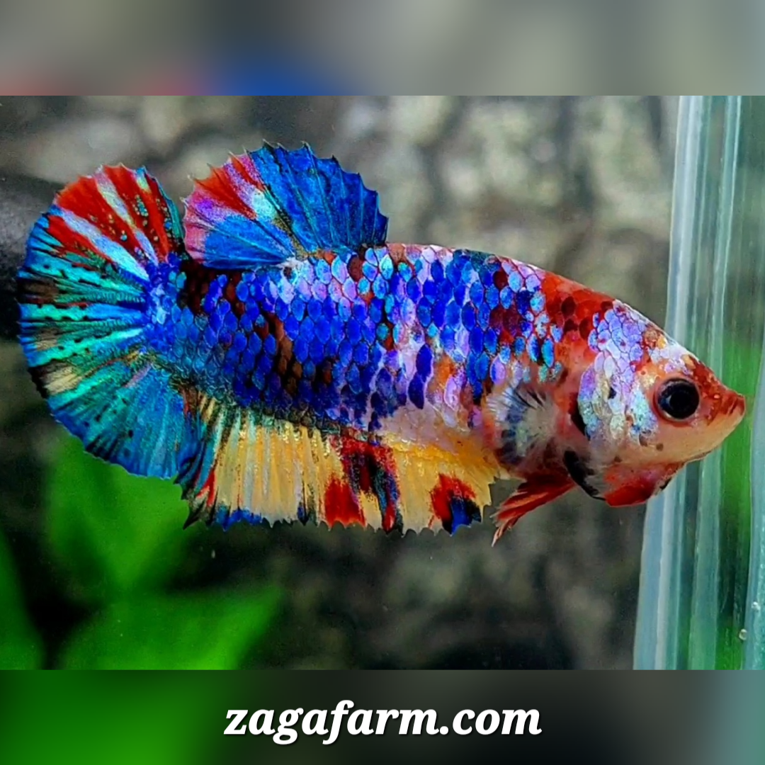 Multicolor Galaxy HMPK Female For Sorority / Breed