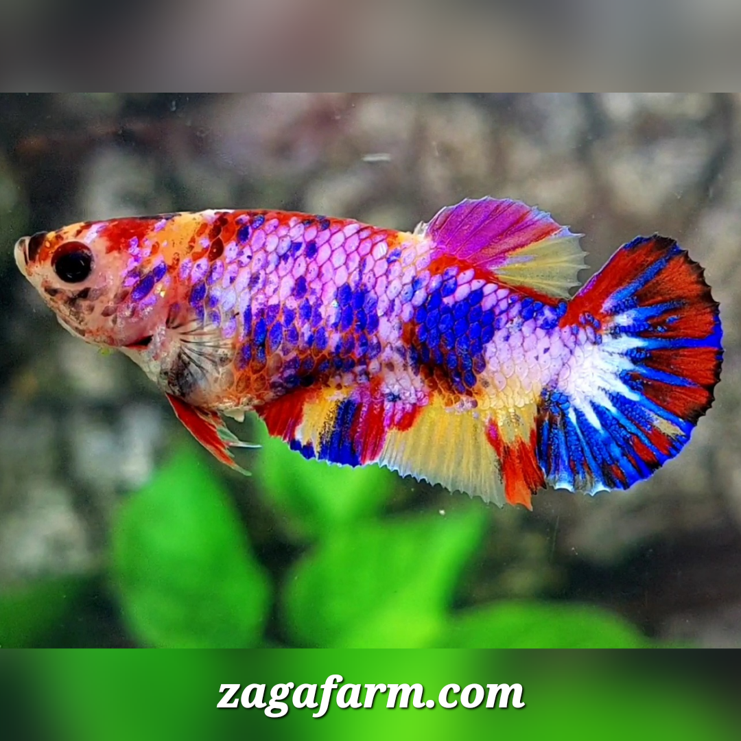 Multicolor Pink Candy Galaxy HMPK Female For Sorority / Breed