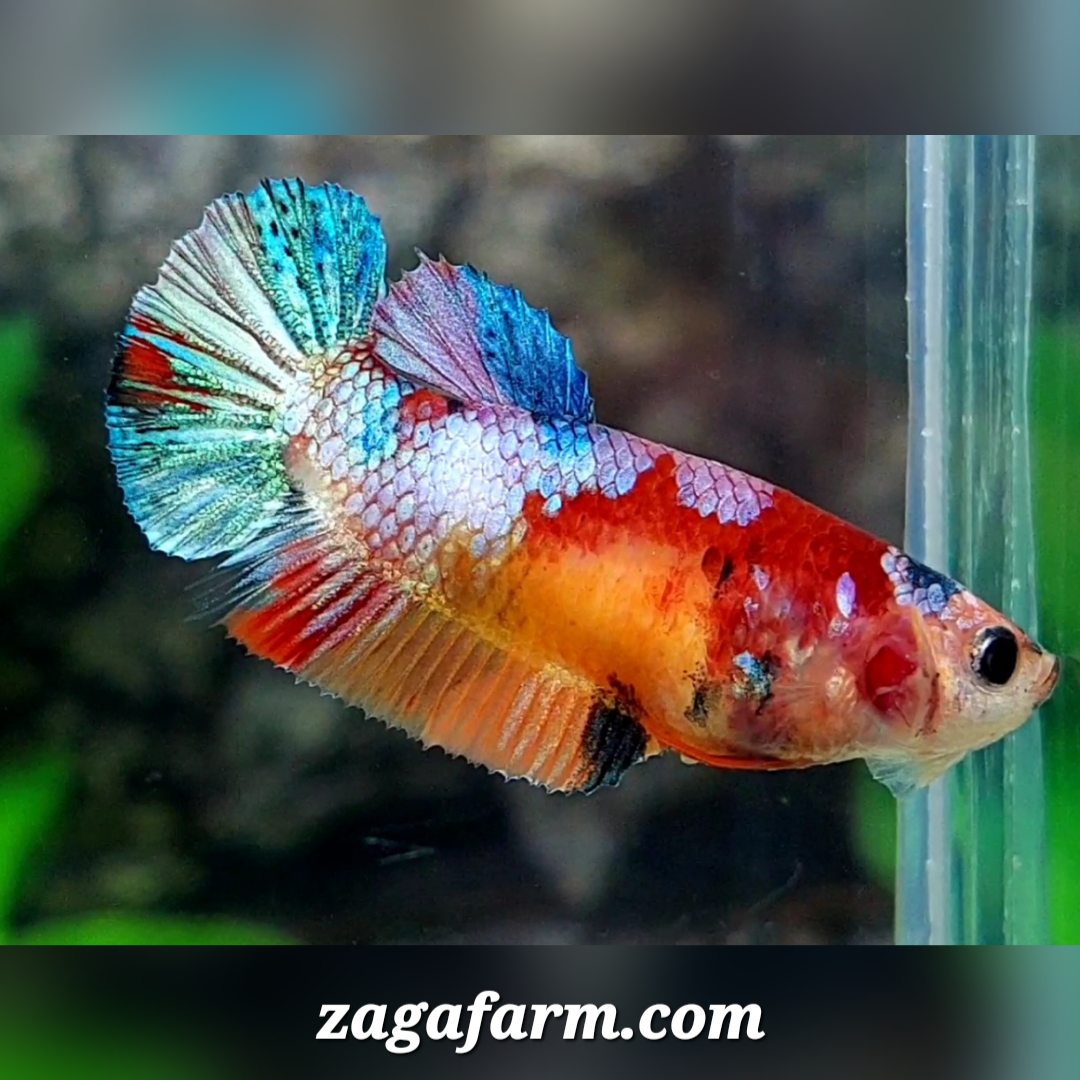 Multicolor Yellowbase Galaxy HMPK Female For Sorority / Breed