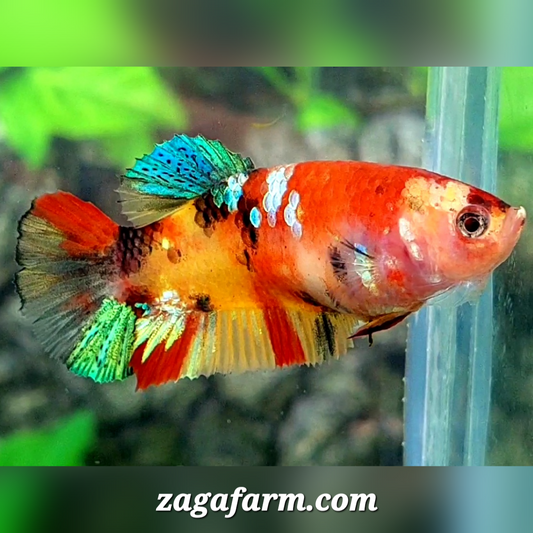 Multicolor Yellowbase Galaxy HMPK Female For Sorority / Breed