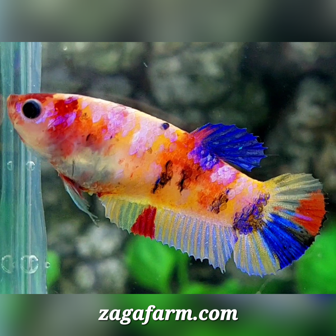 Multicolor Yellowbase Pink Galaxy HMPK Female For Sorority / Breed