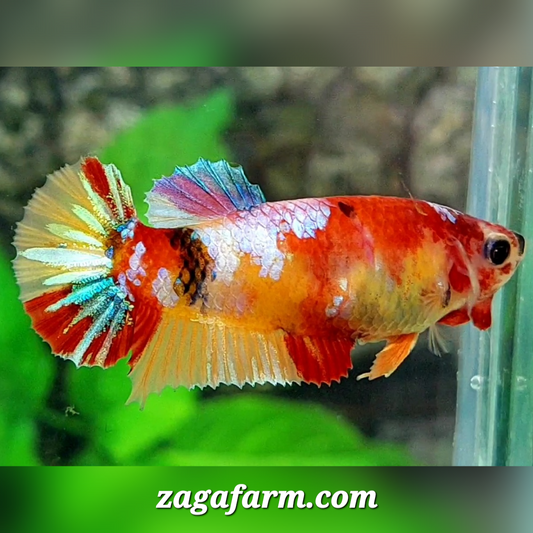 Multicolor Yellowbase Galaxy HMPK Female For Sorority / Breed