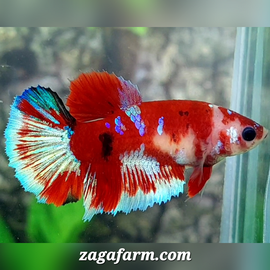 Red Koi Barongsai Galaxy Halfmoon Female For Sorority / Breed