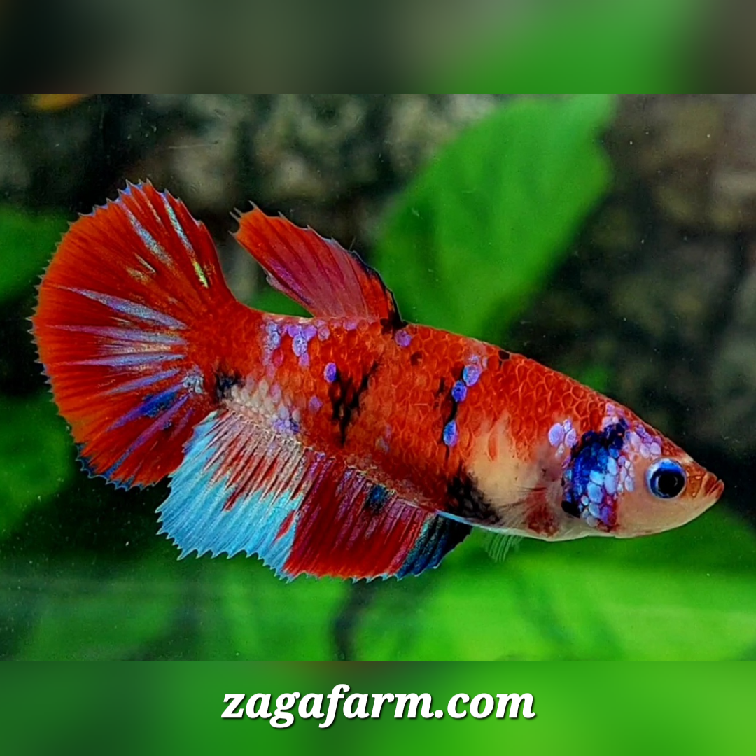 Red Koi Galaxy Halfmoon Female For Sorority / Breed