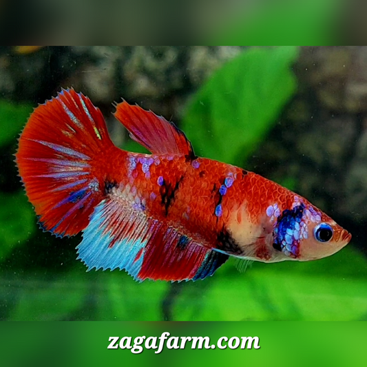 Red Koi Galaxy Halfmoon Female For Sorority / Breed