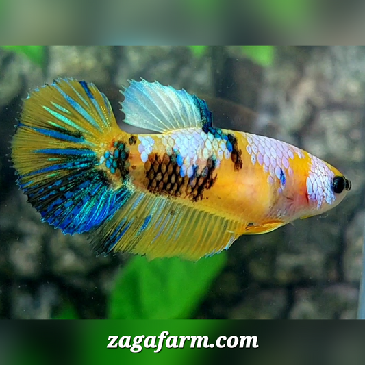 Yellow Pink Koi Galaxy Halfmoon Female For Sorority / Breed