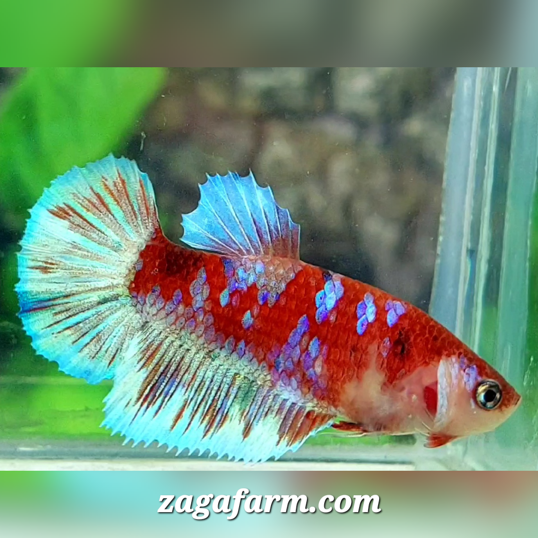 Red Galaxy Barongsai Halfmoon Female For Sorority / Breed