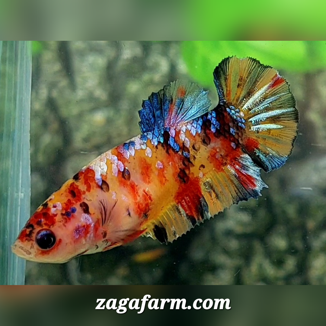 Multicolor Yellowbase Galaxy HMPK Female For Sorority / Breed